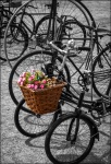 Circles and Flowers, by Simon Lutter