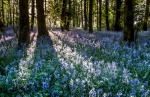 Badby Woods Bluebells, by Khatija Barday-Wood
