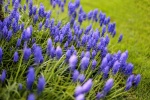 Spring Has Arrived, by Khatija Barday-Wood