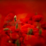 The Unknown Soldier, by Gail Girvan
