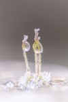 Tiny Iced Droplets on Moss Seedlings, by Gail Girvan