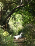 waddling