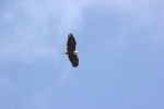 Roy Fish Eagle.jpg