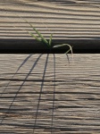 grass on boardwalk