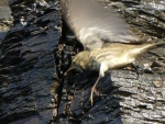 Bird in Flight, by Miggy Wild