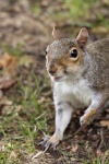 Squirrel, by Bob Mahoney