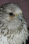 Bird portrait, by Miggy Wild
