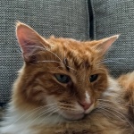 Portrait of Jasper, by Neil Grantham