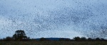 Murmuration, by Maureen Tyrrell