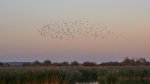 Otmoor formation, by Cliff May