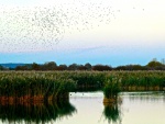 Otmoor, by Miggy Wild