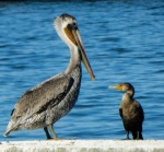 Bird Talk