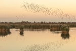 Murmuration, by Richard Broadbent