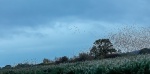Sunrise Murmuration Otmoor, by Khatija Barday Wood