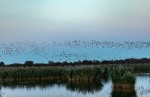 Sunset Murmuration Otmoor, by Khatija Barday Wood