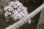 Rope flower, by Colin Lamb