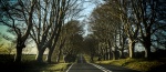 Road to Badbury Rings, by Wendy Meagher