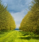 Avenue, by Martyn Pearse
