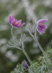 Hairy Alpines