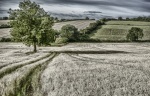 Field Colourised Flat