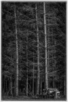 Mono New Trees