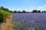 Borage Field, by Miggy Wild