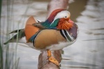 mandarin - John Cavana