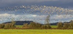 Slimbridge-1 - Richard Broadbent