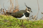 Lapwing - Richard Broadbent