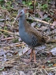 Water Rail - Richard Broadbent