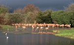 Slimbridge 1 - Maureen Tyrrell
