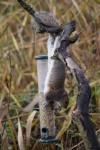 Nut thief - Neil Grantham