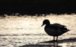 Slimbridge 2 - Maureen Tyrrell