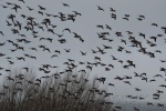 Taking Flight - Neil Grantham