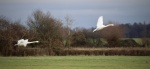 Slimbridge 3 - Maureen Tyrrell