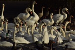 Feeding time - Neil Grantham