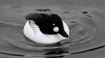 Slimbridge 4 - Maureen Tyrrell