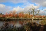 Slimbridge 5 - Maureen Tyrrell