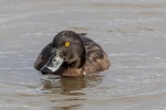 Slimbridge-4 - Jim Muller