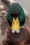 Slimbridge-6 - Jim Muller