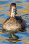 Slimbridge-16 - Jim Muller
