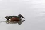Australasian Shoveller, by Colin Lamb
