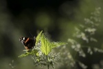 Red admiral on nettle, by Colin Lamb