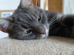Cat, by John Prentice