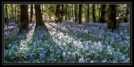 Bluebells May 2018, by Khatija Barday-Wood