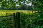 Summer Meadow, by Neil Grantham