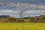 Slimbridge, by Richard Broadbent