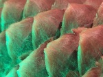 Pine Cone, by Maureen Robinson