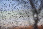 Breaking Glass 2, by Anne Hurley