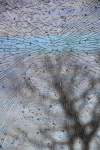 Breaking Glass 3, by Anne Hurley